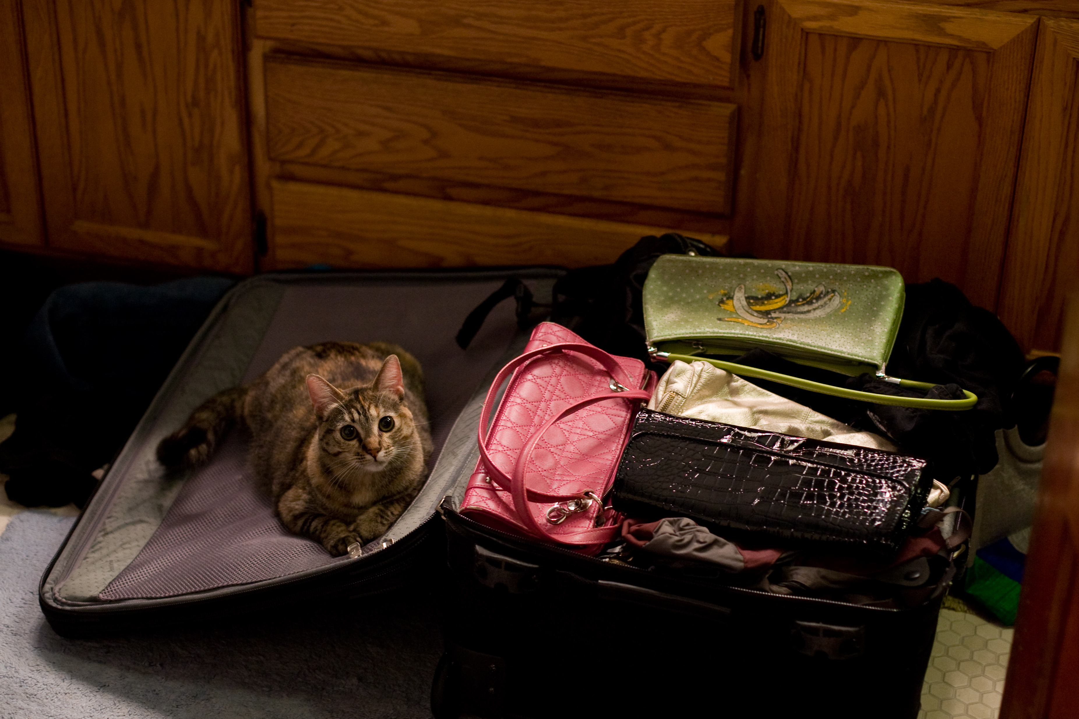 When figuring out how to pack for a European vacation, the first step is to not forget to bring your kitty with you (just kidding, leave'em with a house sitter) ... photo by CC user nerdcoregirl on Flickr