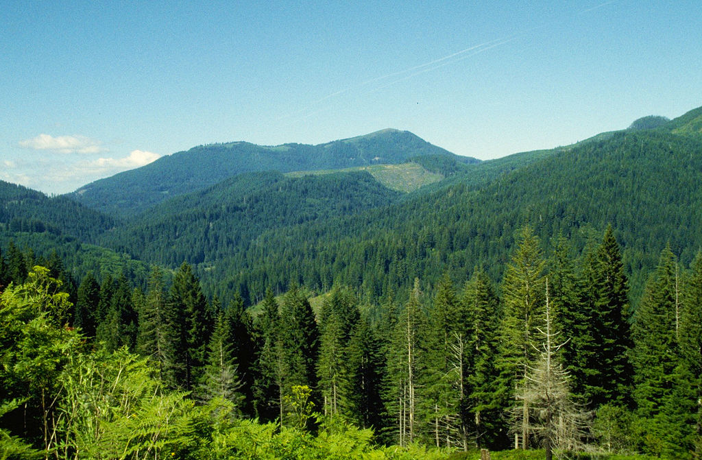 What are the Core tenets of sustainable forestry management?